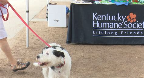 waggin tails benbrook texas|Hsnt Waggin'tails Adoption Center.
